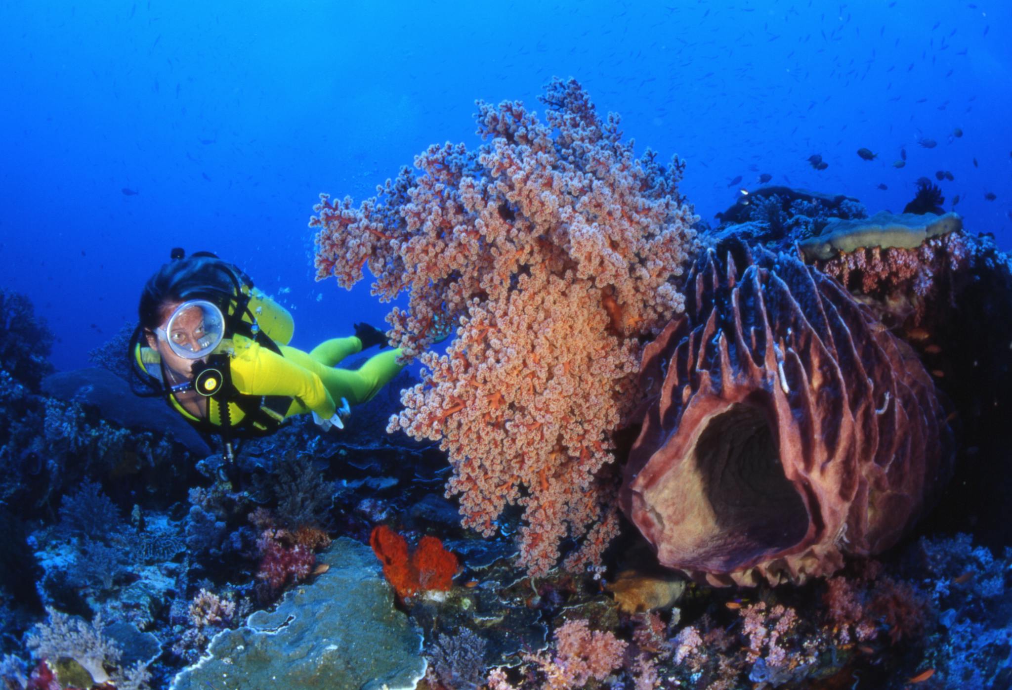 Discover a professional diver exploring colorful coral reefs in a vibrant underwater ocean scene.