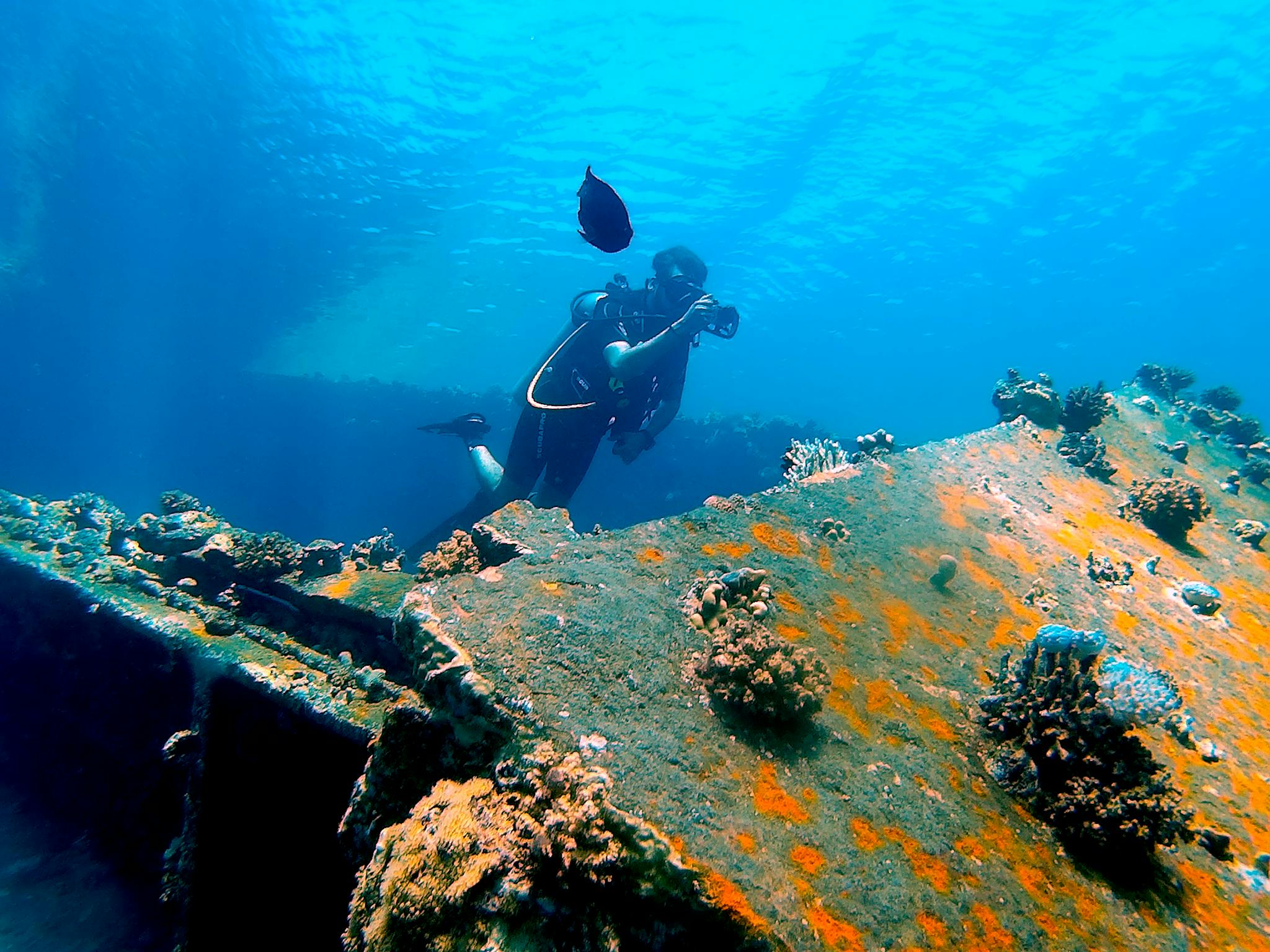 Diver explores vibrant marine life around a sunken shipwreck, surrounded by coral and fish.