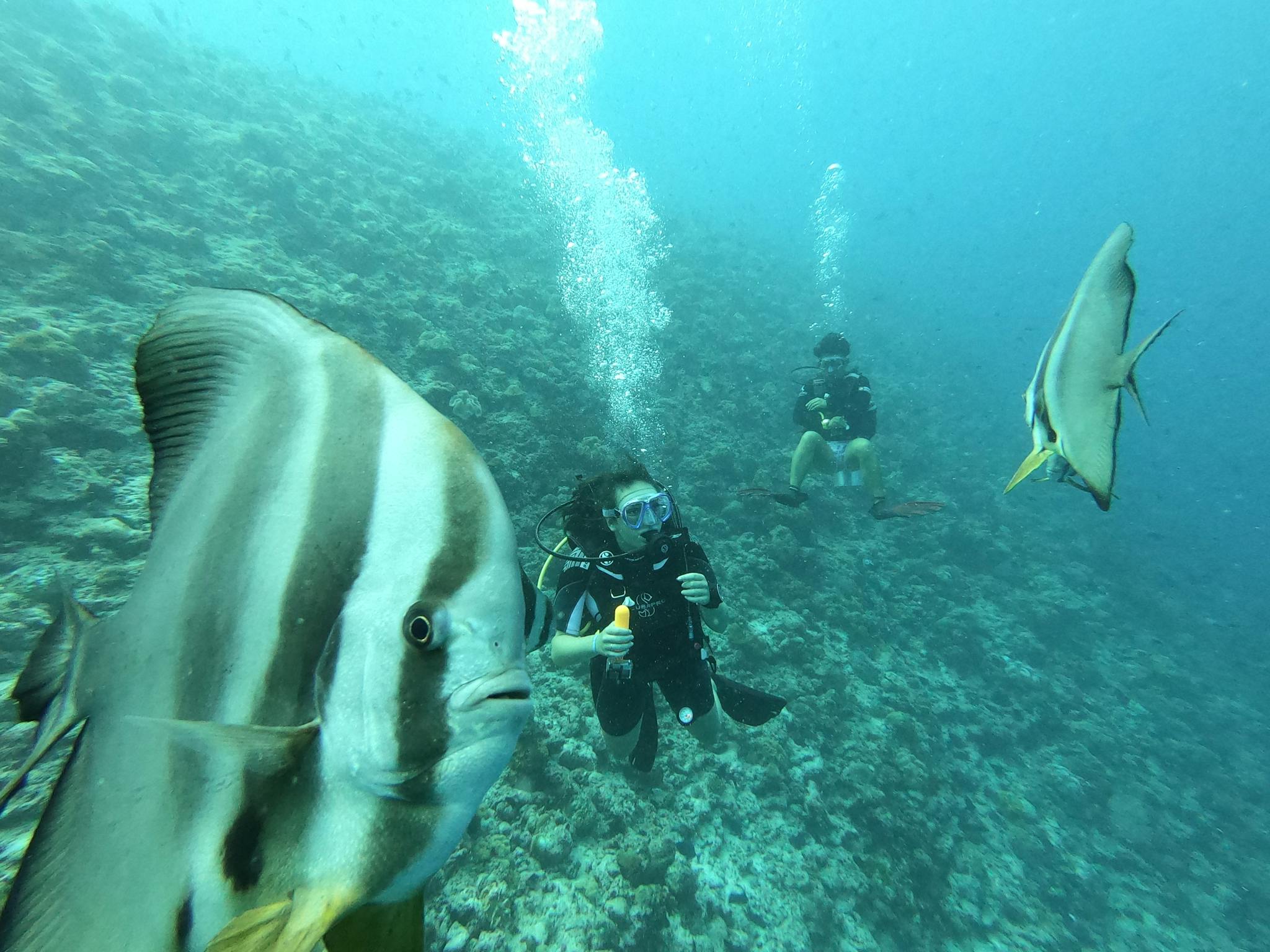 Explore vibrant marine life with divers amidst fish in Maldives' stunning underwater world.